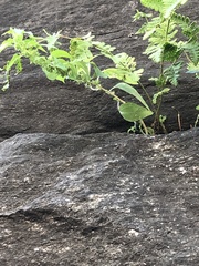 Parietaria pensylvanica