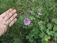 Malva sylvestris