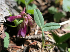 Trifolium brandegeei