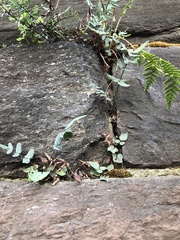 Pellaea atropurpurea