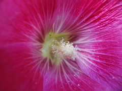 Alcea rosea