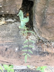 Pellaea atropurpurea