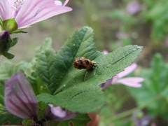 Harmonia axyridis
