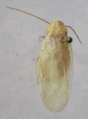 Panchlora fraterna