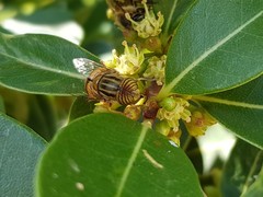 Eristalodes