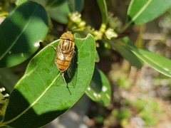 Eristalodes