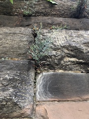 Pellaea atropurpurea