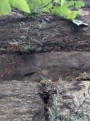 Pellaea atropurpurea