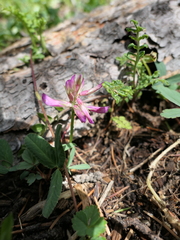 Trifolium brandegeei