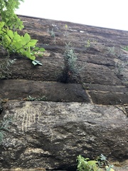 Pellaea atropurpurea