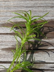 Najas flexilis