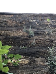 Pellaea atropurpurea