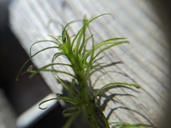 Najas flexilis