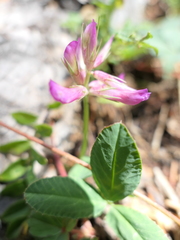 Trifolium brandegeei