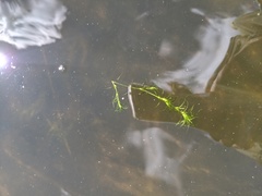 Najas flexilis