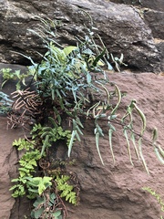 Pellaea atropurpurea