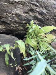 Parietaria pensylvanica