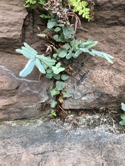 Pellaea atropurpurea