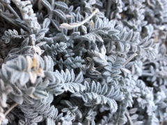 Astragalus leucolobus