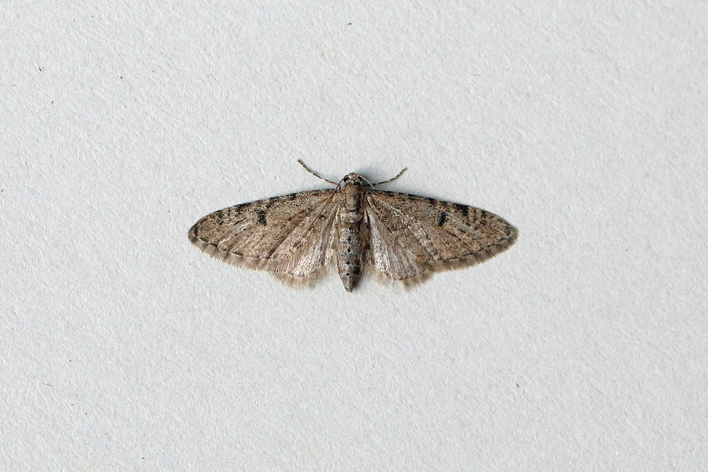 Ochreous Pug