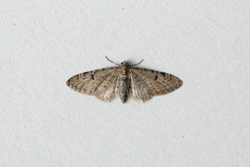 Ochreous Pug