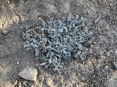 Astragalus leucolobus