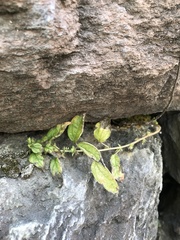 Parietaria pensylvanica