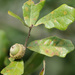 Quercus chapmanii - Photo (c) Mary Keim,  זכויות יוצרים חלקיות (CC BY-NC-SA)