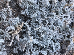 Astragalus leucolobus