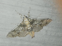 Megastes praxiteles