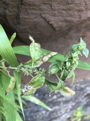 Parietaria pensylvanica