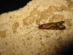 Macrostemum radiatum