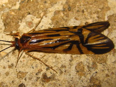 Macrostemum radiatum