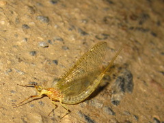 Ephemera orientalis