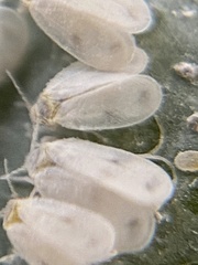Aleyrodes proletella