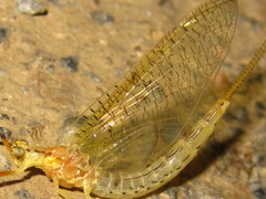 Ephemera orientalis