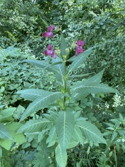 Impatiens glandulifera