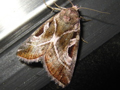 Eucarta virgo