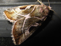 Eucarta virgo