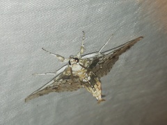 Megastes praxiteles