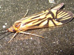 Macrostemum radiatum