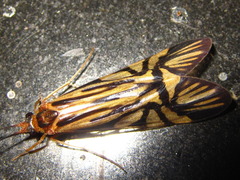 Macrostemum radiatum