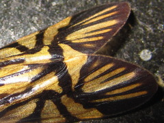 Macrostemum radiatum