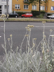 Magnoliopsida