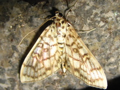 Haritalodes derogata
