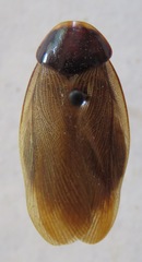 Pycnoscelus surinamensis