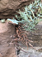 Pellaea atropurpurea