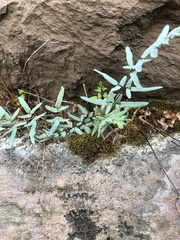 Pellaea atropurpurea