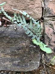 Pellaea atropurpurea