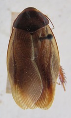 Pycnoscelus surinamensis
